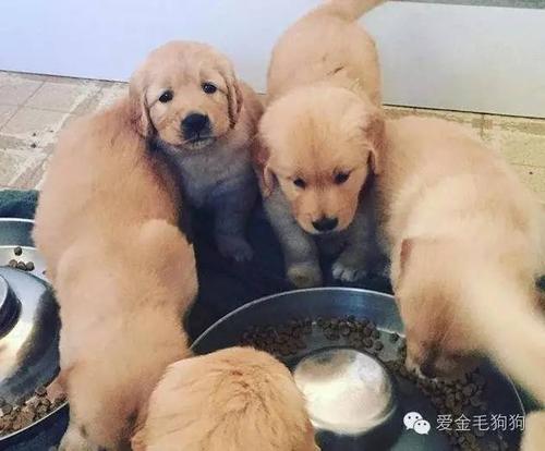 兩個月的金毛一天喂幾次