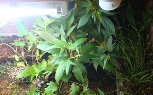 龜箱濕度