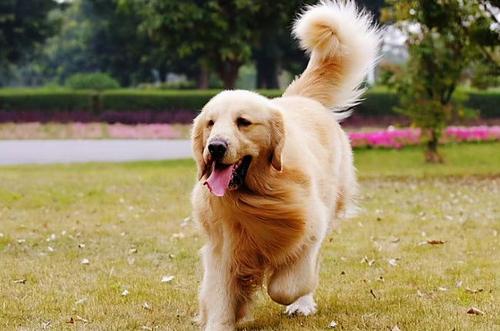 金毛幼犬什么時候可以洗澡