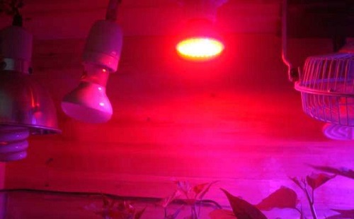 打開LED植物燈