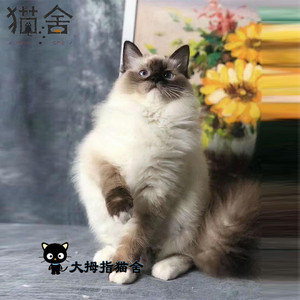 布偶貓是哪個國家的國貓