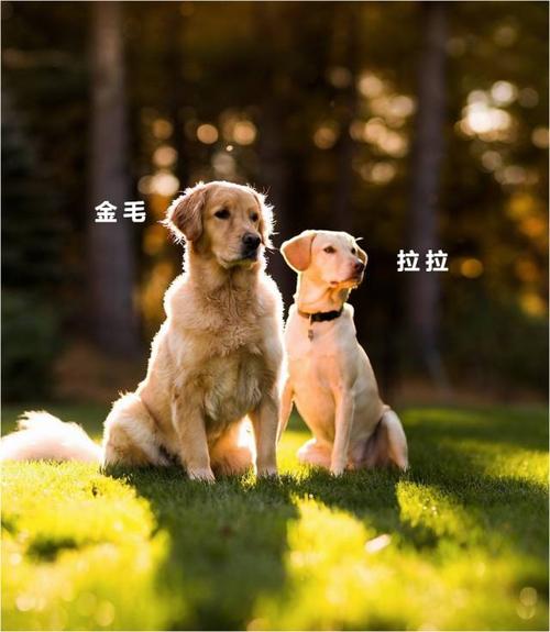 金毛的毛是卷的好還是直的好