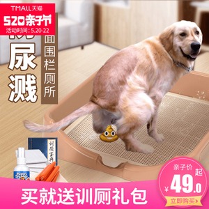 金毛幼犬一天拉幾次大便