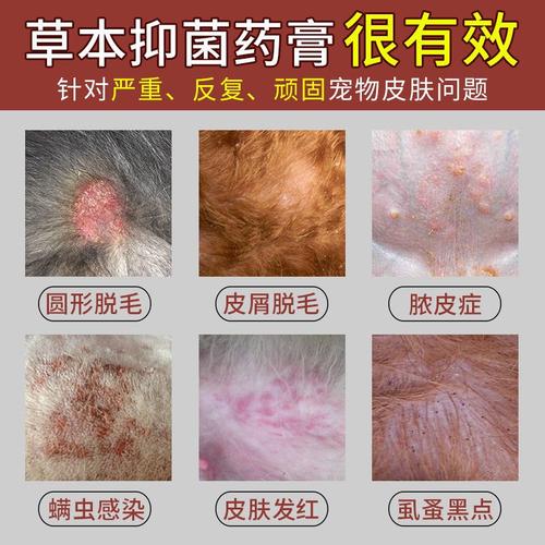 金毛濕疹和螨蟲有什么區別