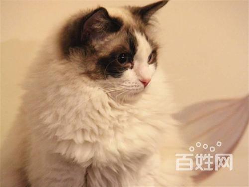 重點布偶貓與巴厘貓區別