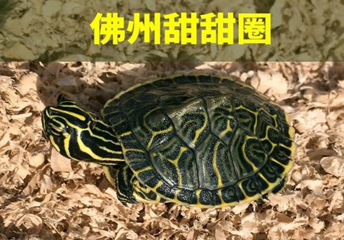 佛州甜甜圈龜的生活環境