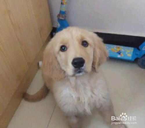 一個月金毛幼犬怎么喂養