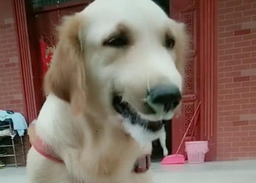 金毛幼犬嘔吐是怎么回事