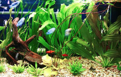 專長水族箱養龜