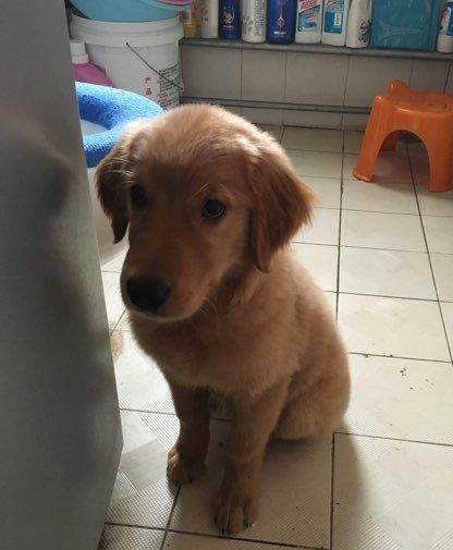 金毛幼犬幾個月開始換毛