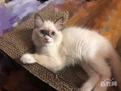 怎么才能繁育出好看的布偶貓