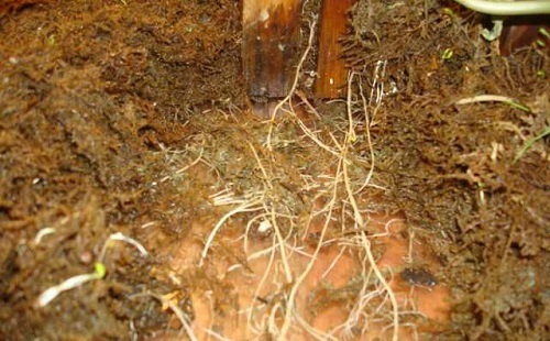 苔蘚根部