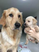 金毛幼犬可以喝純牛奶嗎