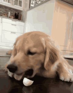 金毛幼犬可以吃生雞蛋嗎