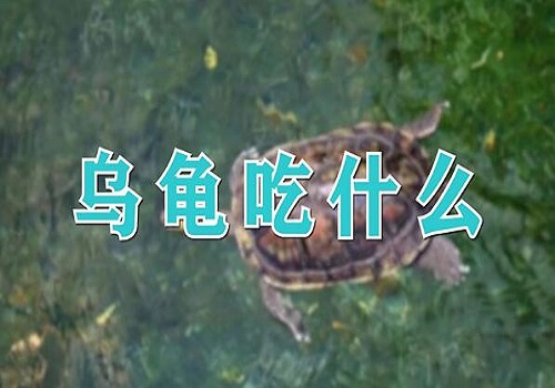 烏龜的食物有哪些