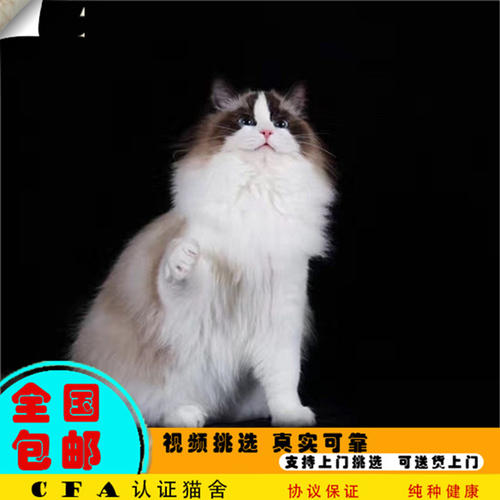 布偶貓后腿色塊會遺傳嗎