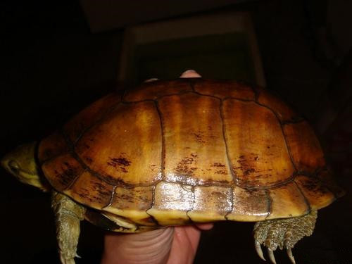 艾氏擬水龜飼養環境