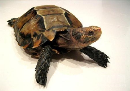 凹甲陸<a href=/zhonglei/chongwugui/ target=_blank class=infotextkey>龜</a>的特征