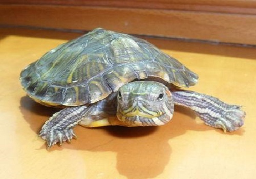 烏龜的飼養方法