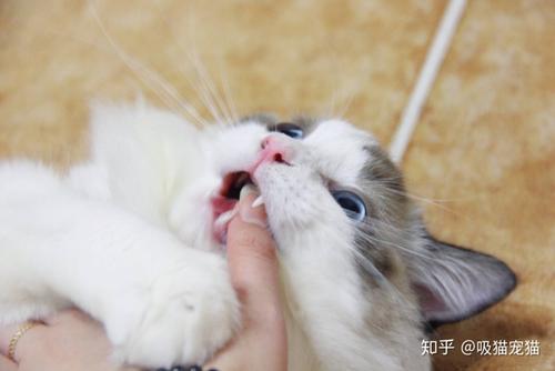 布偶貓會掉毛哪兒都是嗎
