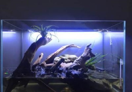 水龜飼養怎么選擇合適的<a href=/zhonglei/fish/ target=_blank class=infotextkey>魚</a>缸