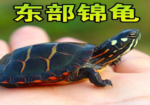 東部錦龜的飼養方法