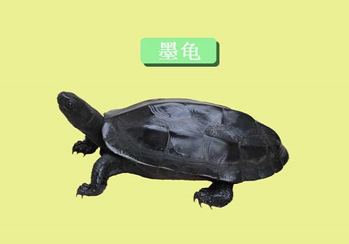 墨龜怎么養