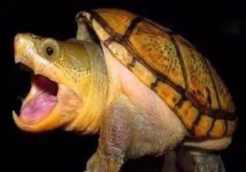 蛋龜