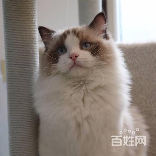 <a href=/xinwen/beijing/ target=_blank class=infotextkey>北京</a>布偶貓的價格是多少一只