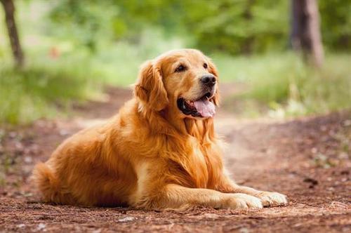 忠犬金毛苦苦候主四五天