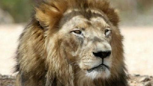 男子在動物園獅籠里發現一只金毛