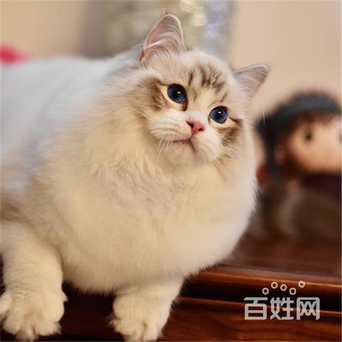 把布偶貓屁股上的毛毛剪了