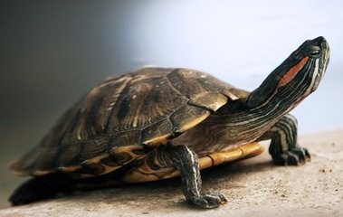 小烏龜防病的關鍵