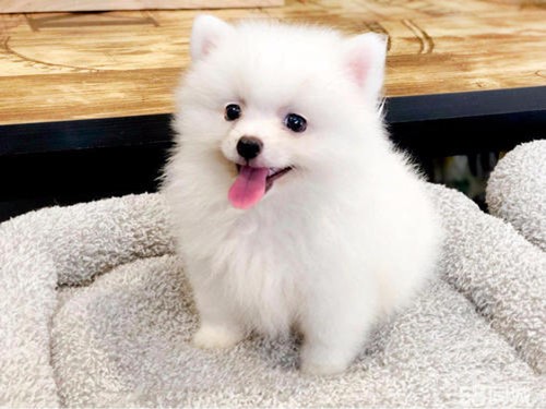 腹部就非常容易漲痛，幼犬漲肚不排便該怎么辦