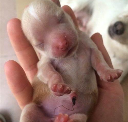 腹部就非常容易漲痛，幼犬漲肚不排便該怎么辦