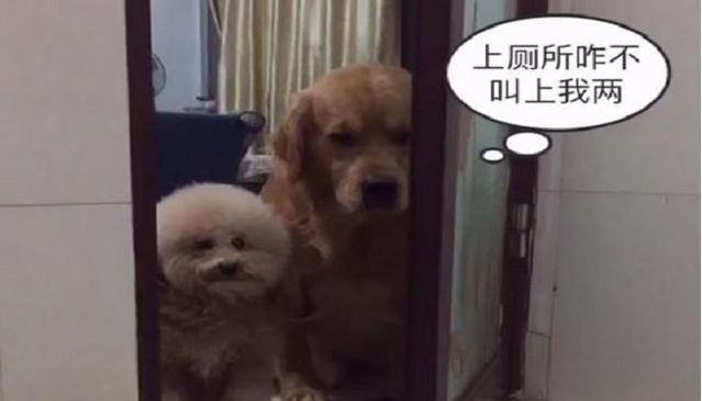 主人上廁所，狗狗總喜愛看，原因是什么呢？