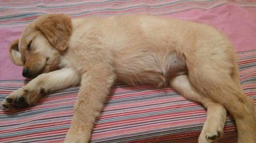 腹部就非常容易漲痛，幼犬漲肚不排便該怎么辦