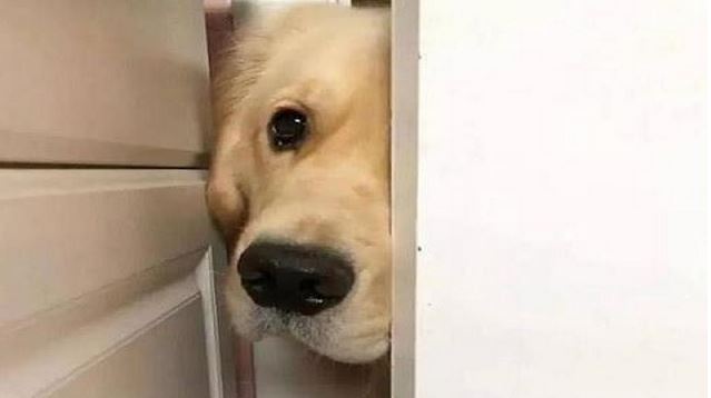 主人上廁所，狗狗總喜愛看，原因是什么呢？