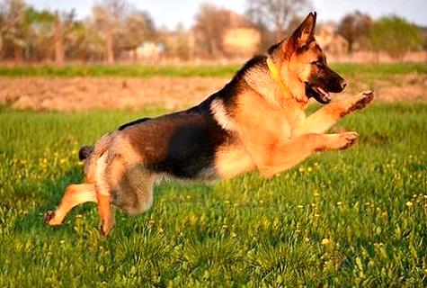 怎能讓成人德牧犬保持聰慧的良好習慣,德牧犬訓煉!