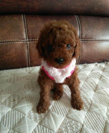 泰迪犬怎么訓練聰慧?訓出聰慧的泰迪犬!