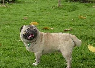 訓練巴哥犬好階段不要錯過，要不然之后會更難教