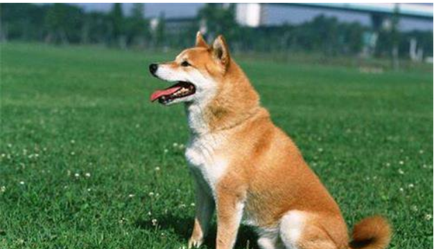 怎樣塑造主人家的威信—適用于中大型犬