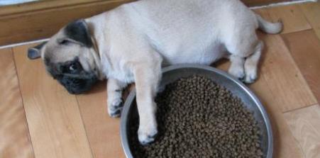 訓練巴哥犬好階段不要錯過，要不然之后會更難教