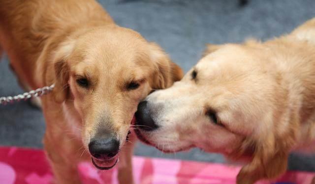怎樣訓練金毛犬犬