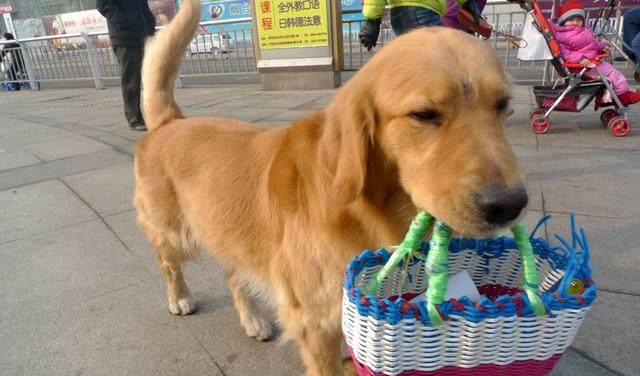 怎樣訓練金毛犬犬