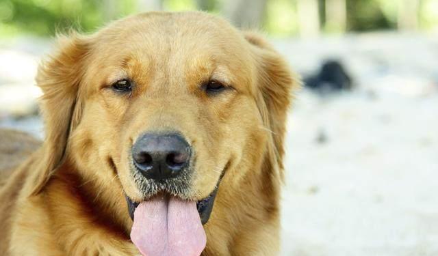 怎樣訓練金毛犬犬