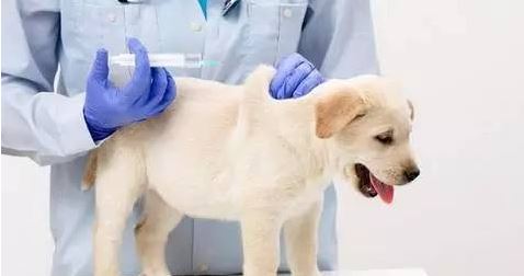 狗狗打疫苗的常見問題