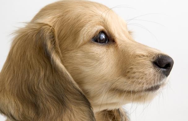 一只討人喜歡聽話的金毛犬怎樣訓練