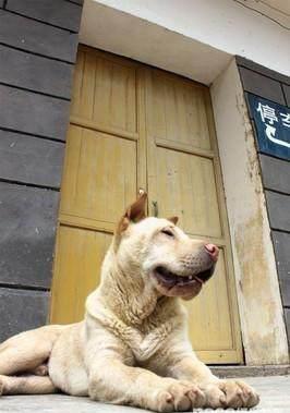 只需把握系統軟件的訓練法，寵物犬也可以學好看家護院的本事