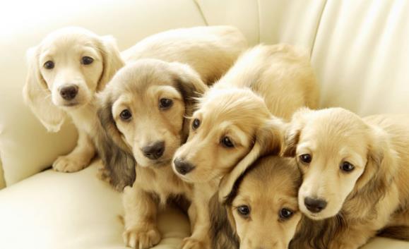 一只討人喜歡聽話的金毛犬怎樣訓練